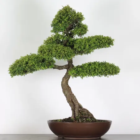 image supplémentaire - ORME DE CHINE "Ulmus...