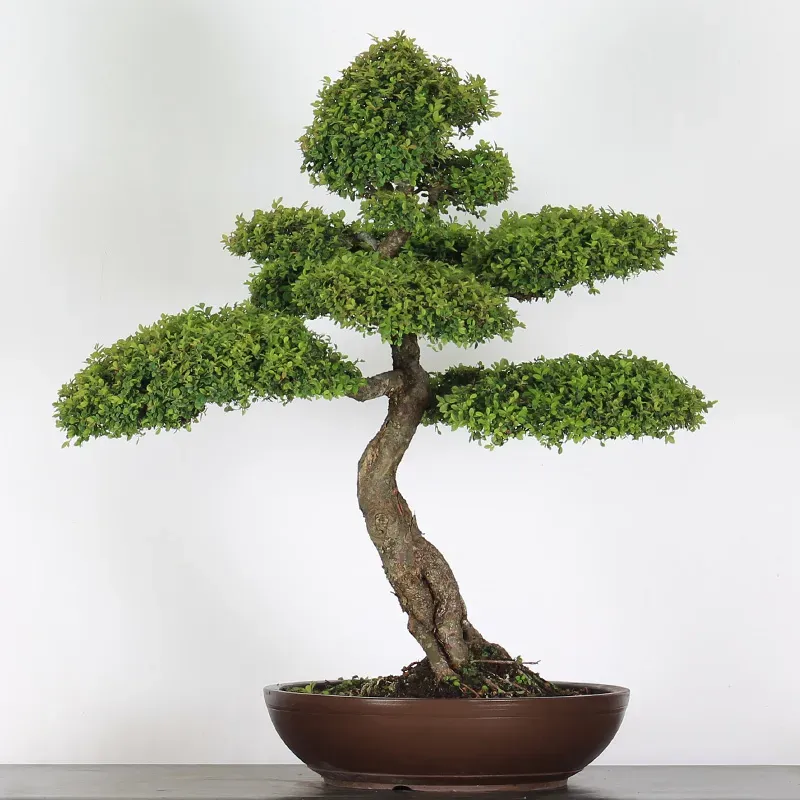 Bonsai Orme de Chine OR-5-2