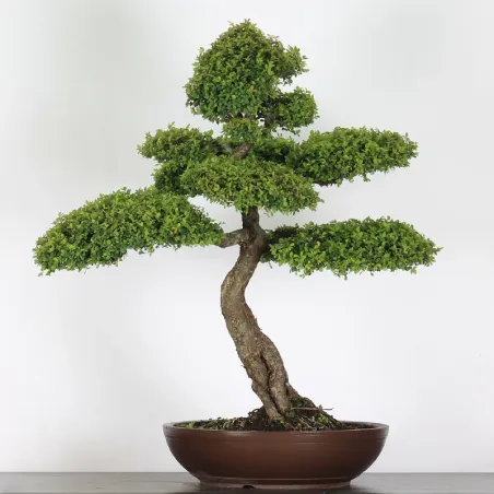 Bonsai Orme de Chine OR-5-2