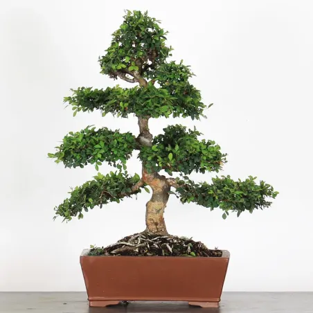 Bonsai Orme de Chine OR-3-5