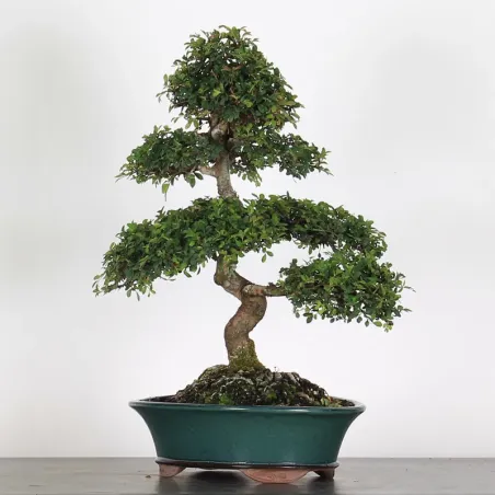 image supplémentaire - ORME DE CHINE "Ulmus...