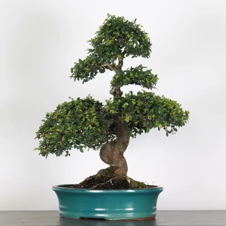 image supplémentaire - CHINESE ELM "Ulmus...