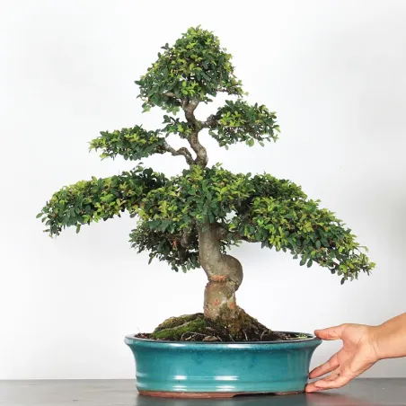 CHINESE ELM "Ulmus parvifolia" 3-12