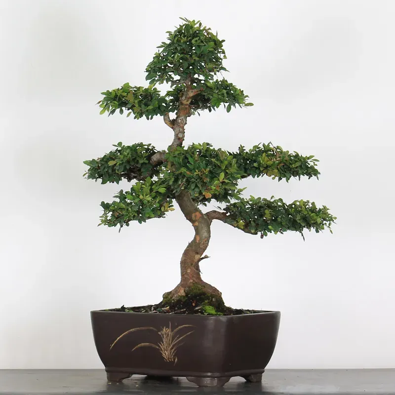 Bonsai Orme de Chine OR-2-6