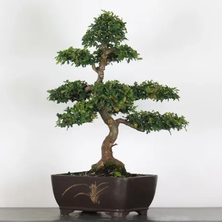 Bonsai Orme de Chine OR-2-6