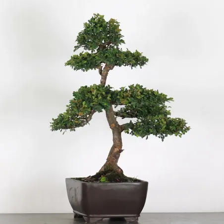 image supplémentaire - ORME DE CHINE "Ulmus...