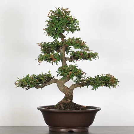 ORME DE CHINE "Ulmus parvifolia" 4-6