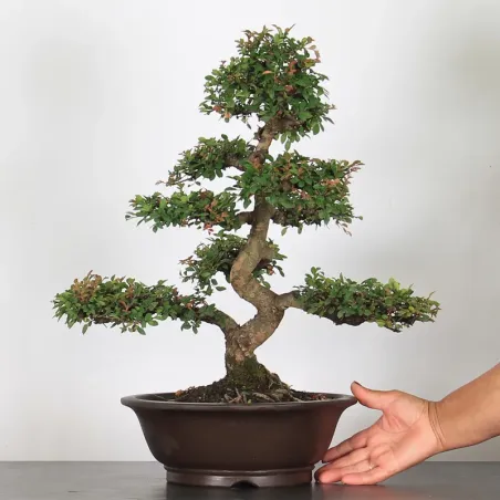 image supplémentaire - ORME DE CHINE "Ulmus...