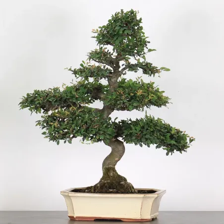 Bonsai Orme de Chine OR-4-7
