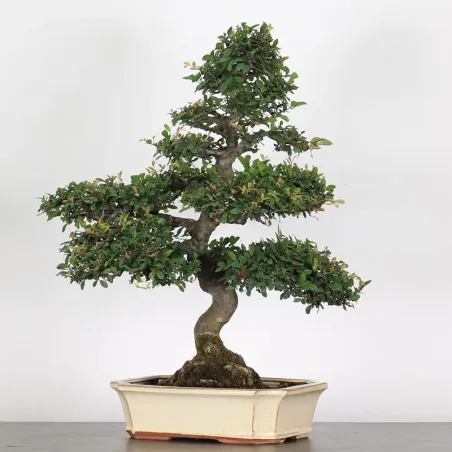 image supplémentaire - ORME DE CHINE "Ulmus...