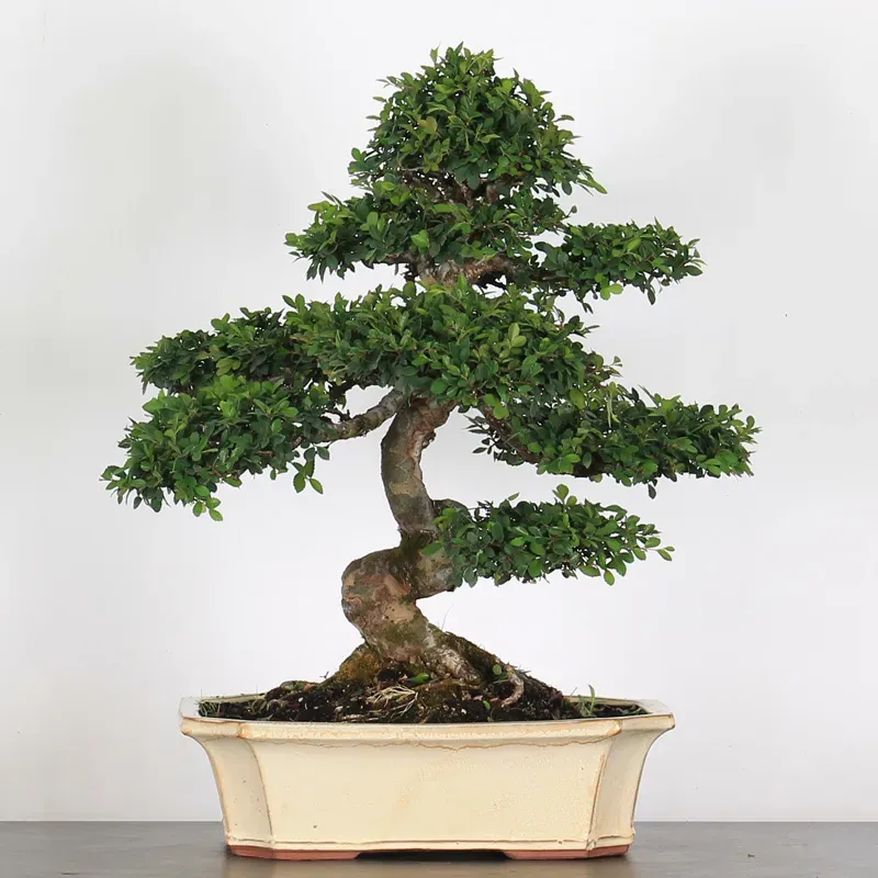 Bonsai Orme de Chine OR-2-9