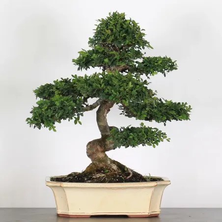 Bonsai Chinese Elm OR-2-9