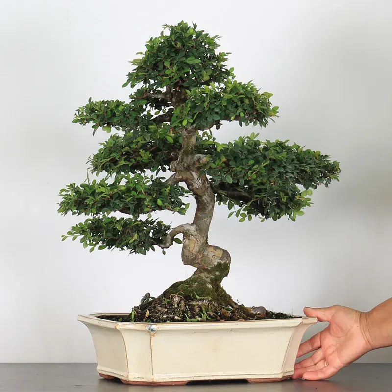 image supplémentaire - ORME DE CHINE "Ulmus...
