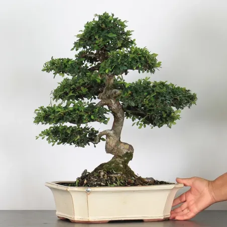 image supplémentaire - CHINESE ELM "Ulmus...