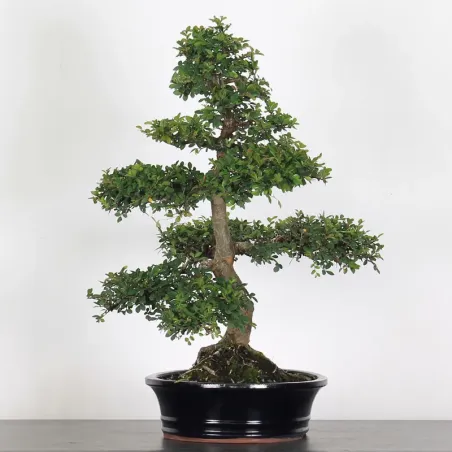 image supplémentaire - CHINESE ELM "Ulmus...