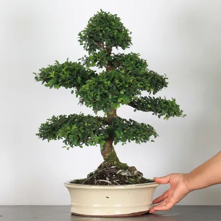 Bonsai Chinese Elm OR-4-3
