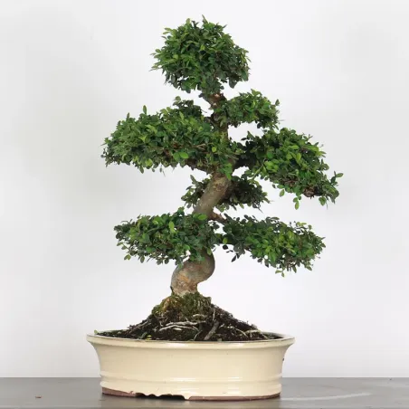 image supplémentaire - CHINESE ELM "Ulmus...