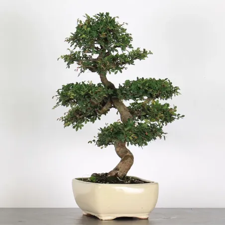 image supplémentaire - CHINESE ELM "Ulmus...