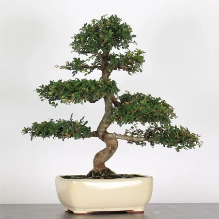 Bonsai Chinese Elm OR-4-4