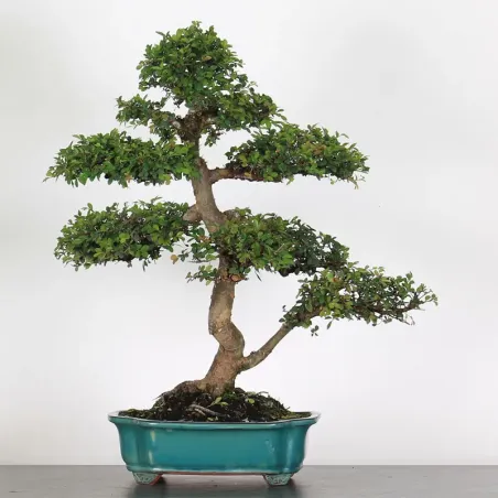 Bonsai Chinese Elm OR-3-8
