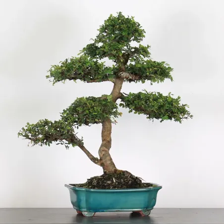 image supplémentaire - CHINESE ELM "Ulmus...