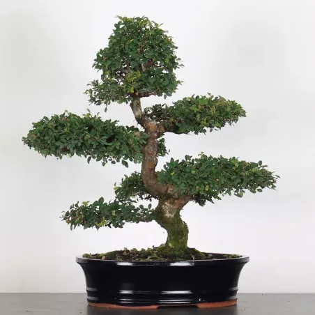 image supplémentaire - ORME DE CHINE "Ulmus...