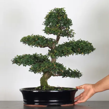 Bonsai Orme de Chine OR-3-2