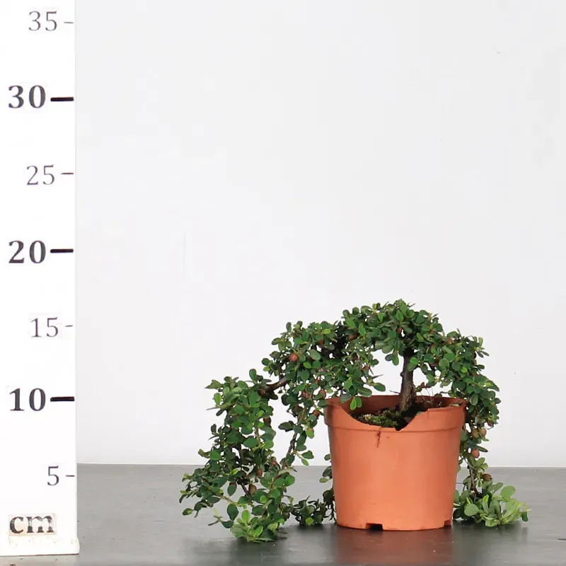 image supplémentaire - PREBONSAI COTONEASTER...