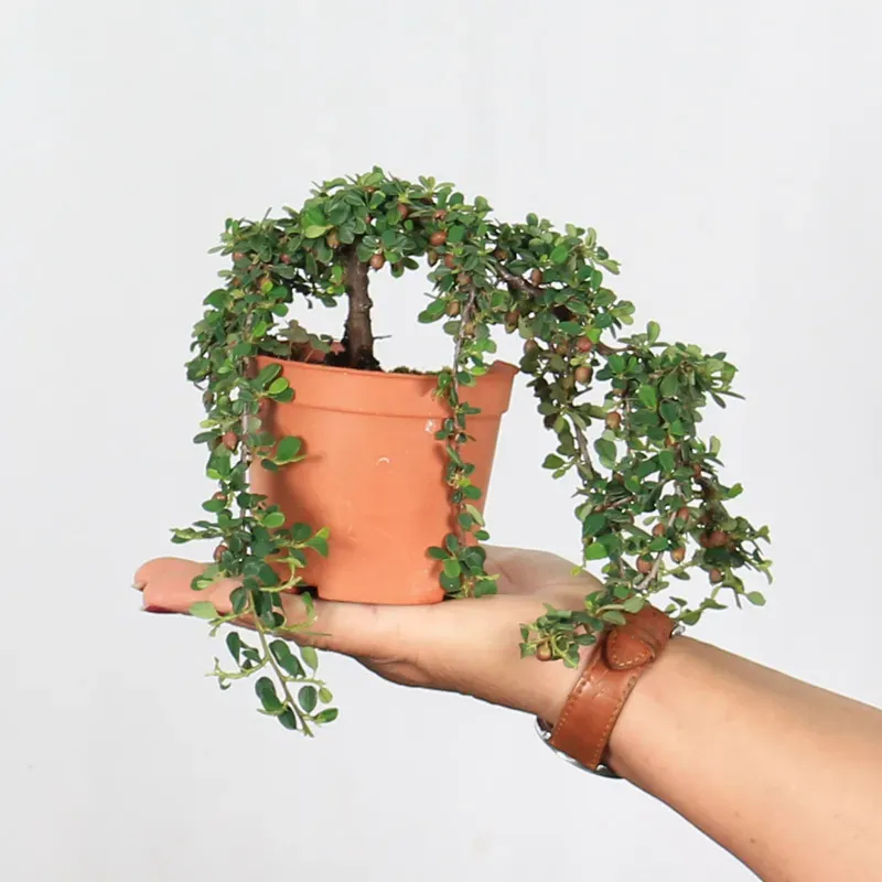 Bonsai Cotoneaster