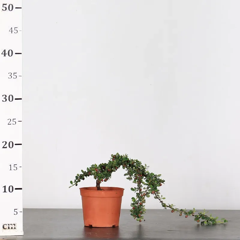 image supplémentaire - COTONÉASTER 1-4