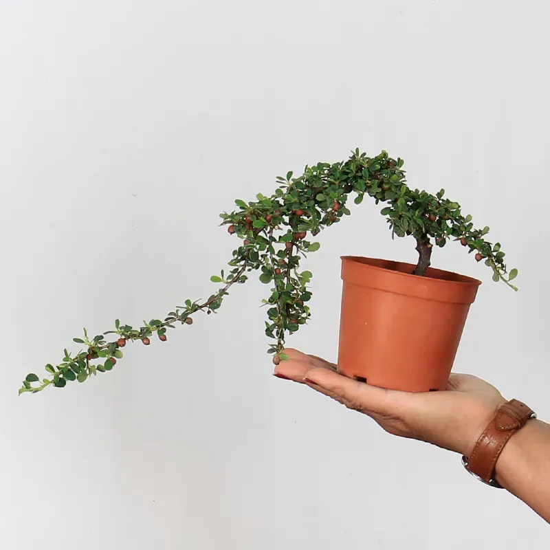 Bonsai Cotoneaster en vente