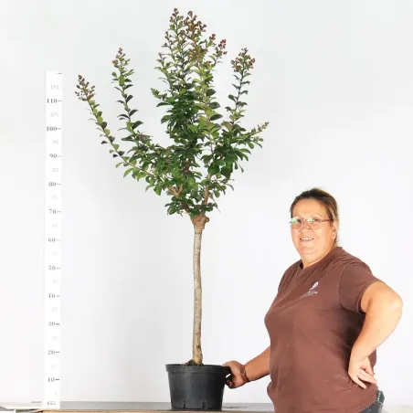 Bonsai Lagestroenia