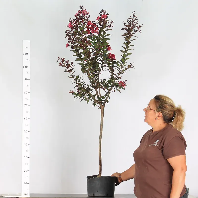 Bonsai Lagestroenia