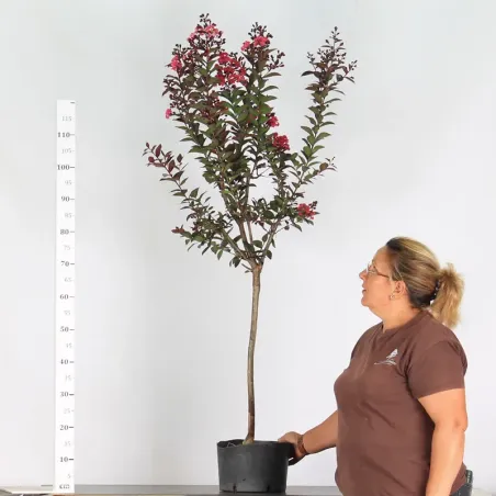 Bonsai Lagestroenia