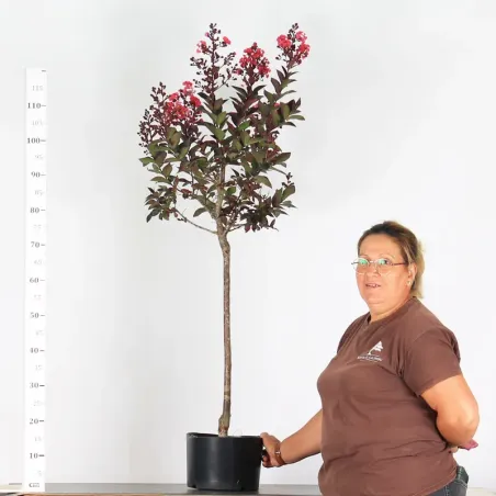 Bonsai Lagestroenia