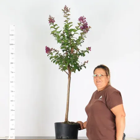 ARBRE JARDIN -LILA DES INDES "LAGERSTROEMIA" 1-8