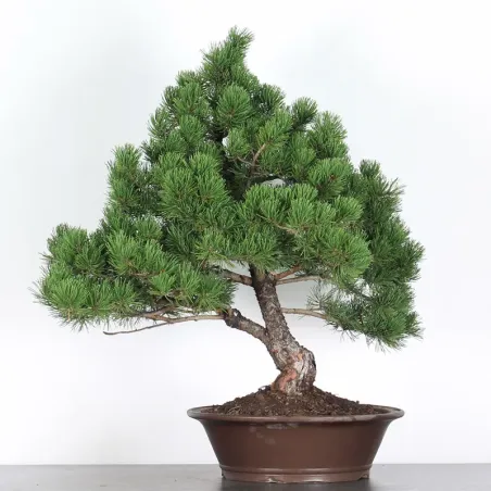 Pin mugo bonsai PM-5-8