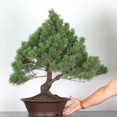image supplémentaire - BONSAI PINUS MUGO 5-8