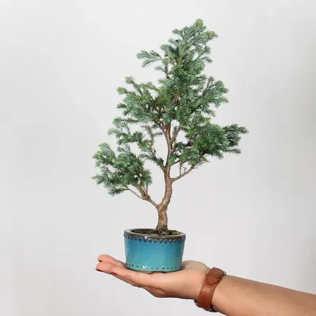 SAWARA CYPRESS BONSAI 3-12