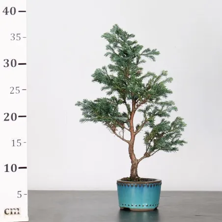 image supplémentaire - SAWARA CYPRESS BONSAI 3-12