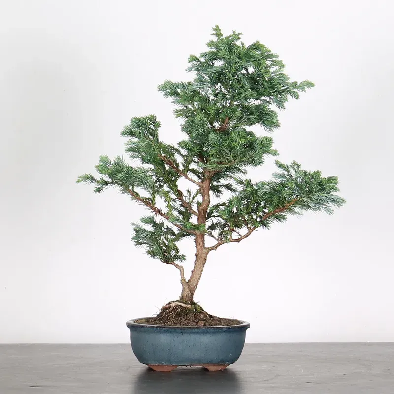 CHAMAECYPARIS pisifera BOULEVARD 3-5