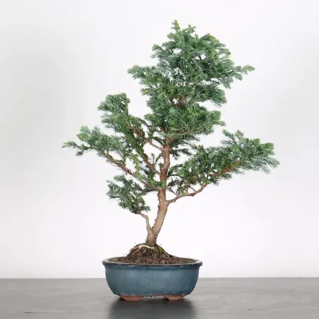 CHAMAECYPARIS pisifera BOULEVARD 3-5