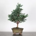 SAWARA CYPRESS BONSAI 3-14