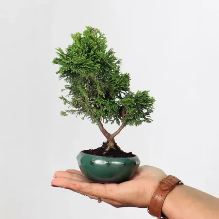 Bonsai Chamaecyparis Nana Gracilis