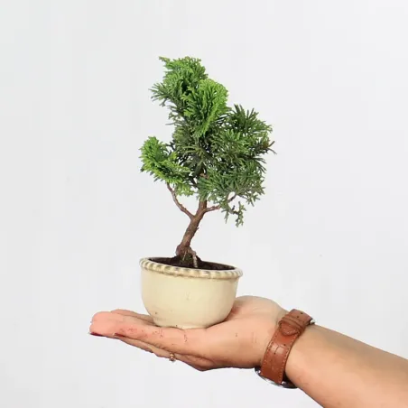 Bonsai Chamaecyparis Nana Gracilis