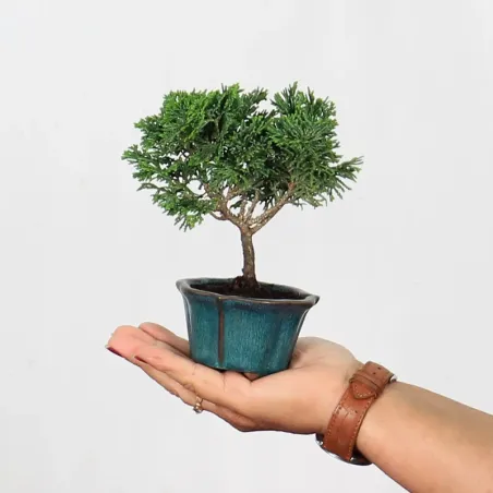 Bonsai Chamaecyparis Nana Gracilis