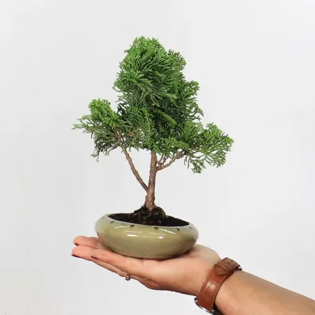 Bonsai Chamaecyparis Nana Gracilis