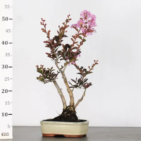 image supplémentaire - Indian lilac...