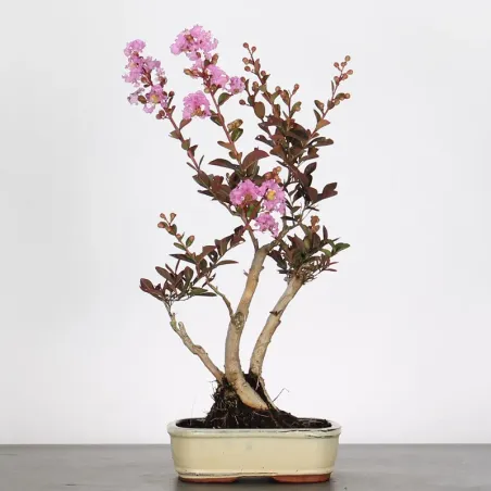 Bonsai Lagestroenia