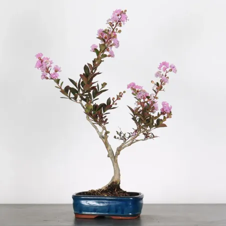 Indian lilac "LAGERSTROEMIA" 1-2